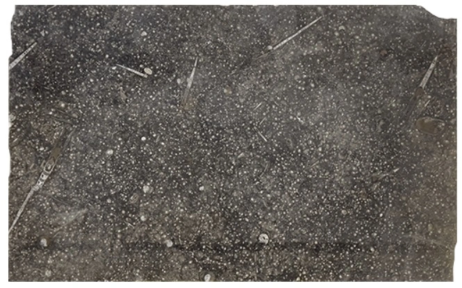 Pietra Di Erfoud Marble Slab Pietra Di Erfoud Marble Slab