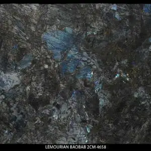 LEMOURIAN BAOBAB 4658