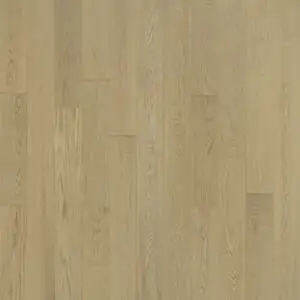 Aglow Oak