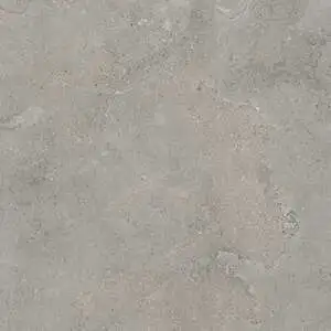 Fossil Cross-Cut Slab