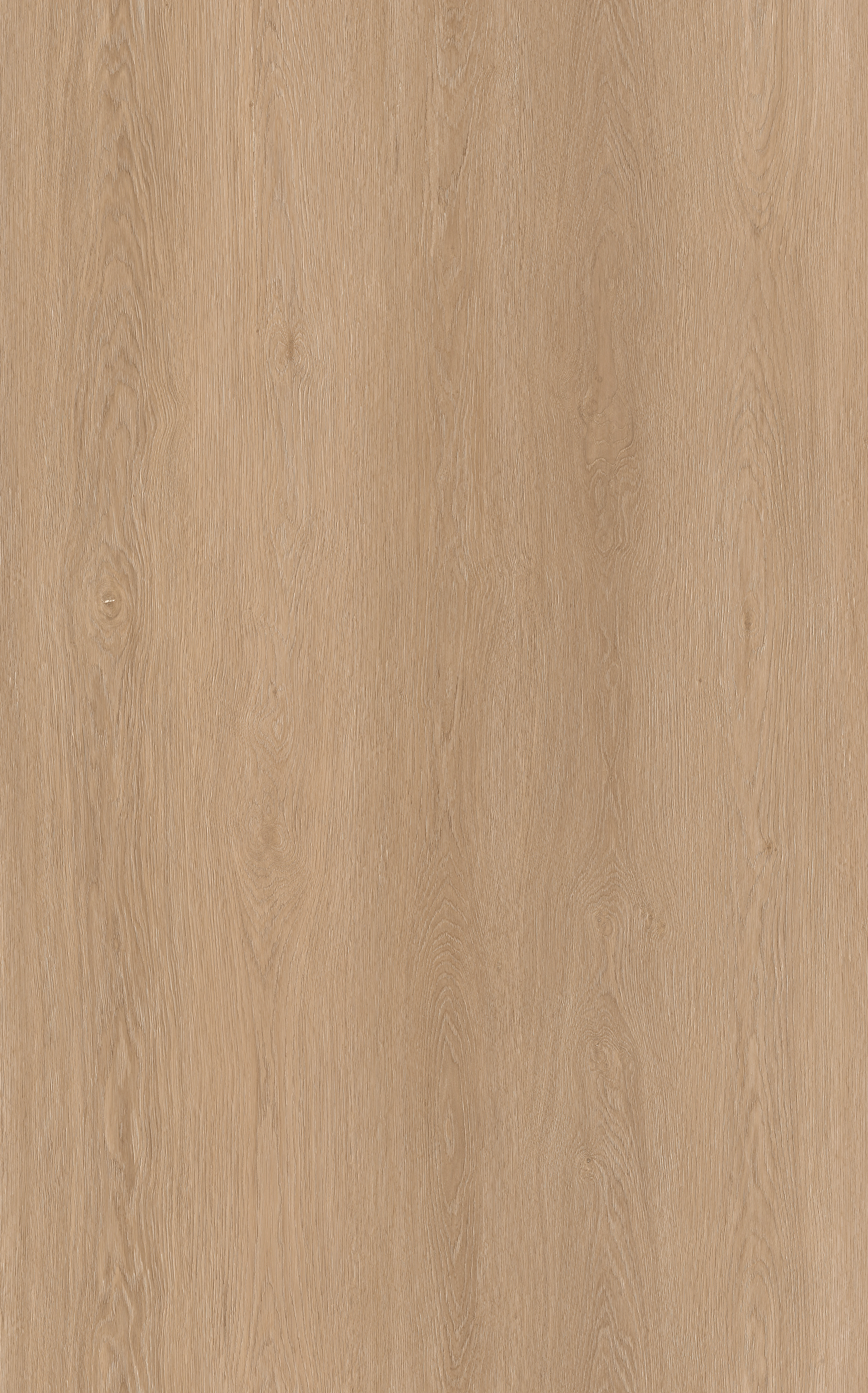 MOUNTAIN PINE
