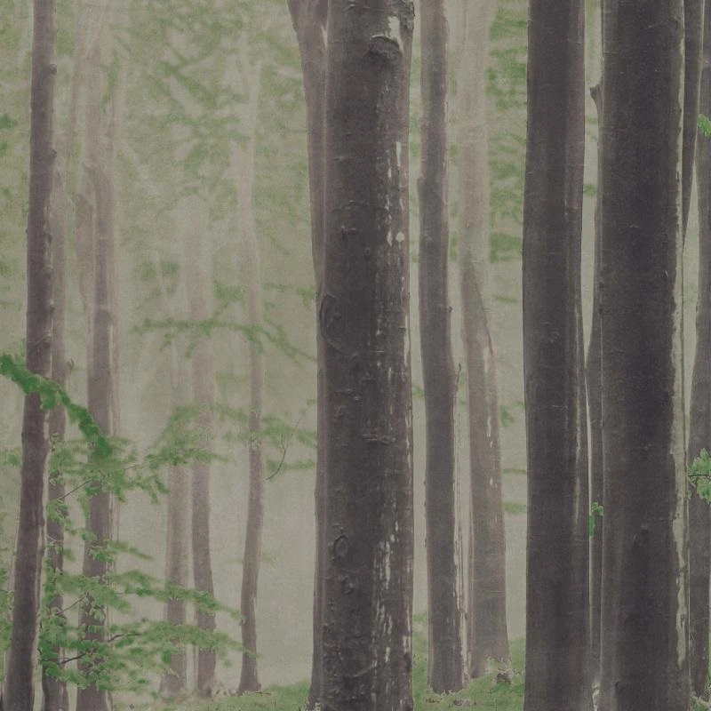 Woods